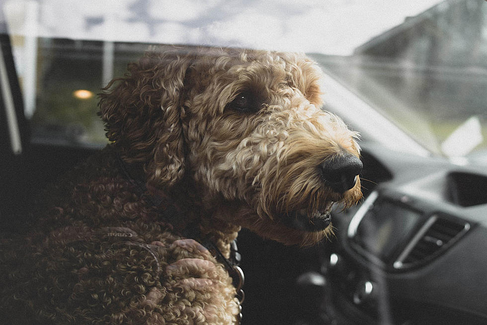 3 Reasons Boise Dog Owners Shouldn't "Risk It" with Dogs in Cars