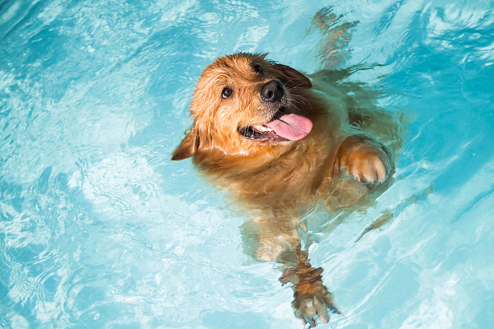 You & Your Dogs Looking for Fun Ways to Stay Cool? Kuna Dog Pool!