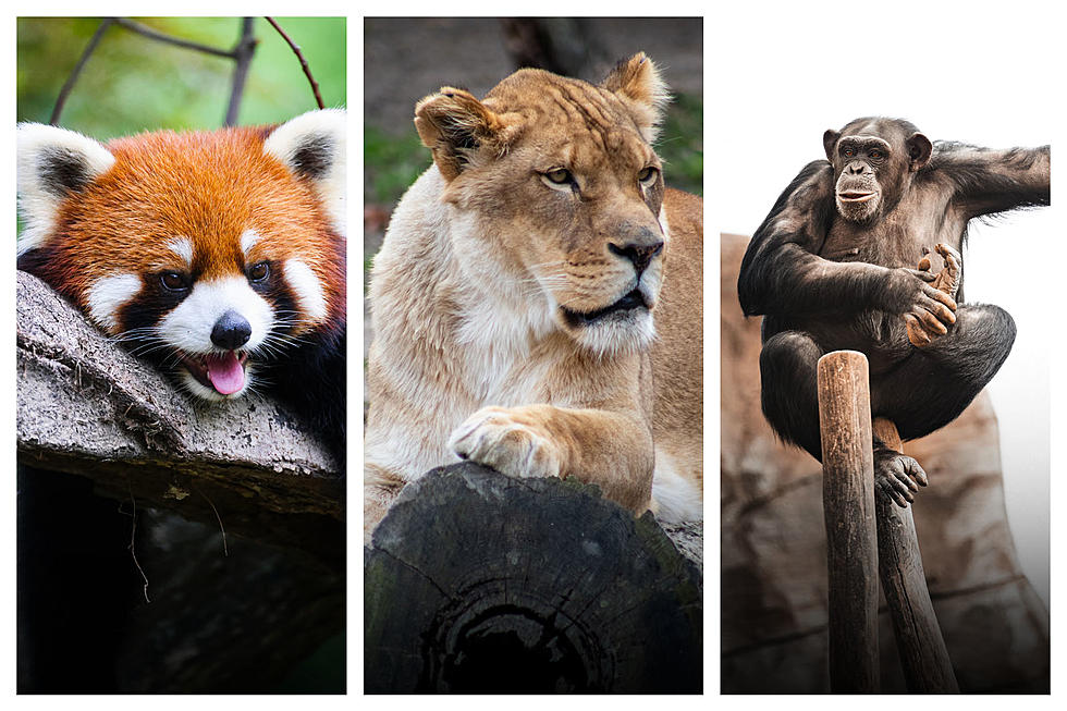 Did You See Zoo Boise Got Some New Animals? Find Out What Kind!