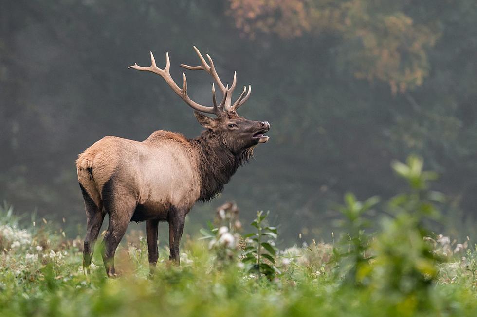 Idaho’s Popular Hunting Makes It The Top Destination For Hunters