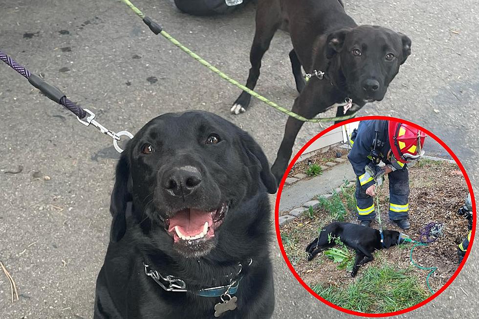 This Heroic Boise Fire Rescue Will Absolutely Melt Your Heart