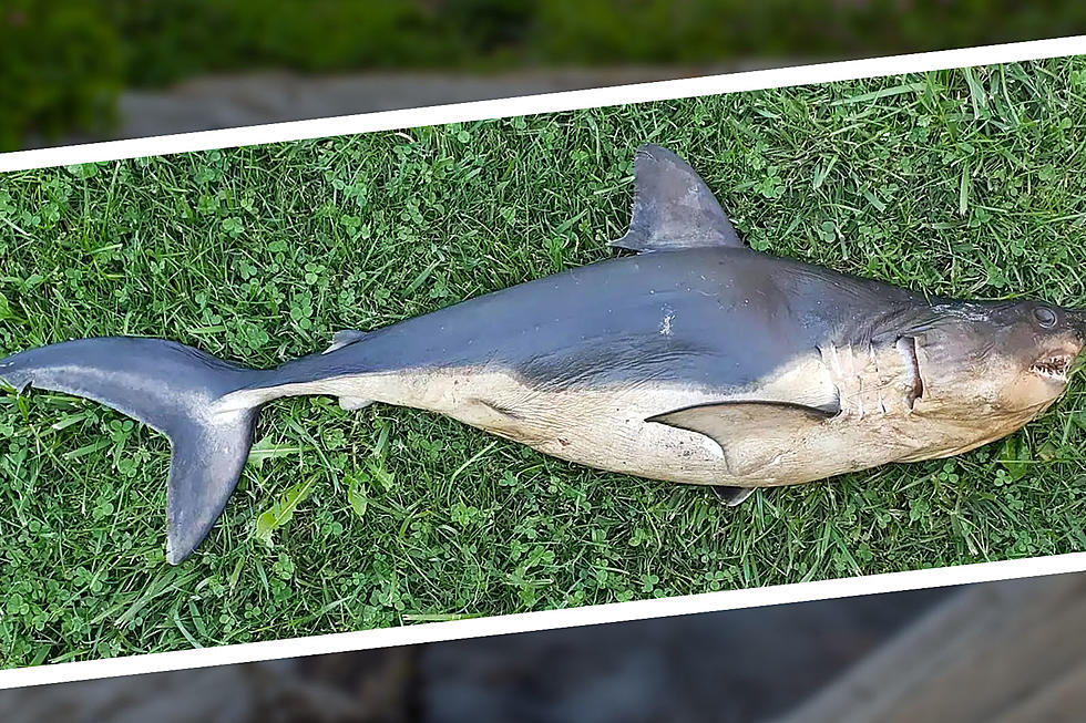 Strange Shark Found in Idaho Has Officially Become National News
