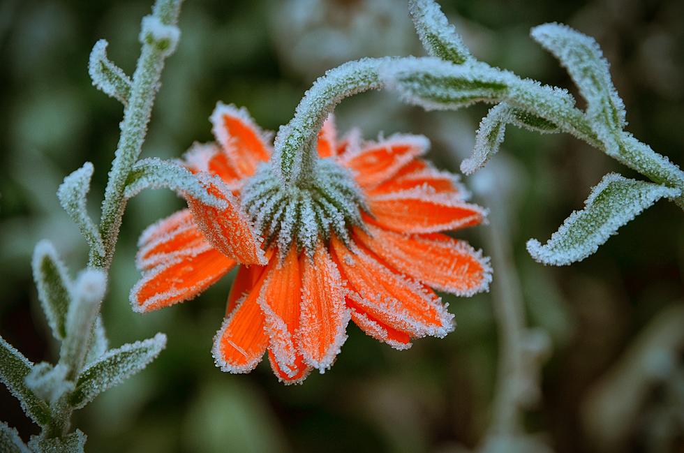 Unusually Early Fall Frost This Year For The Pacific Northwest