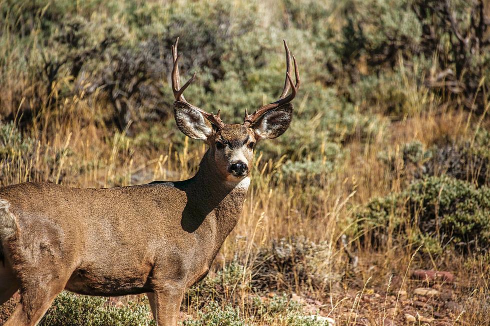 Is Idaho an Underrated Deer Hunting Paradise? New Study Reports