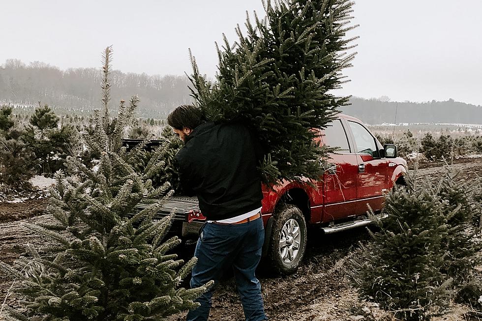 What You Need To Know About Cutting Down Your Christmas Tree In Idaho