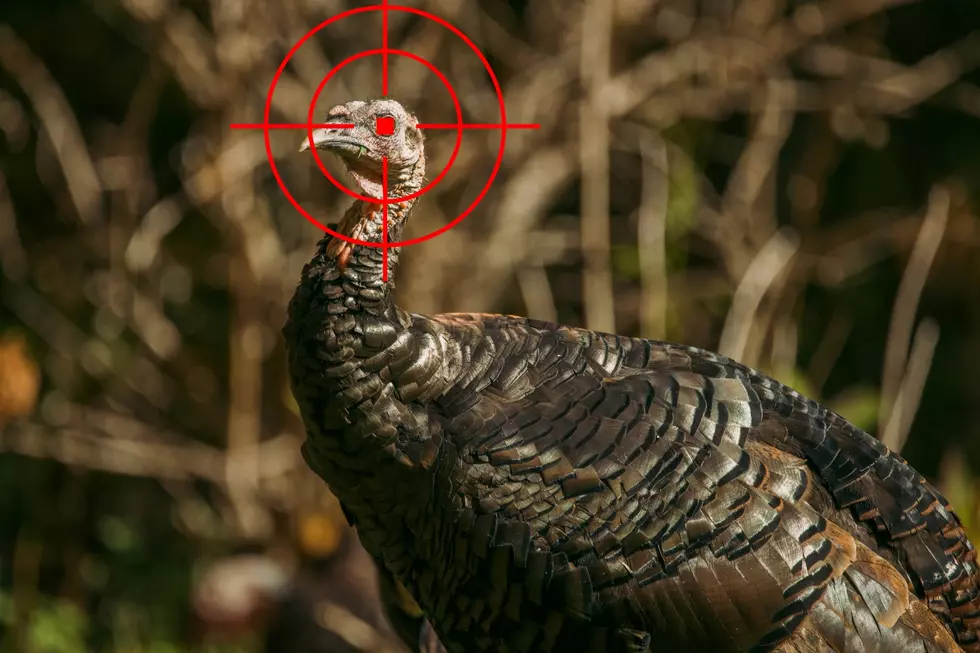Why It&#8217;s Important To Report Turkey Sightings in Idaho