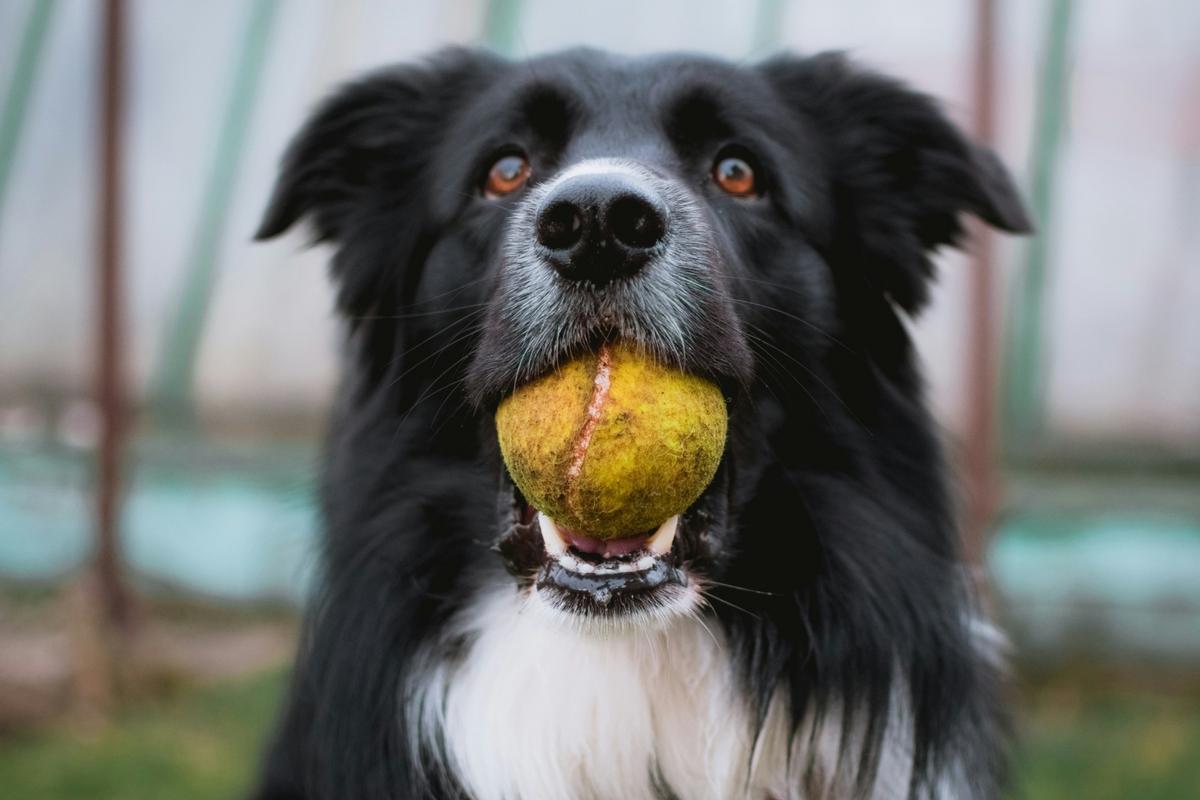 Celebrate with your pup this weekend in Nampa!