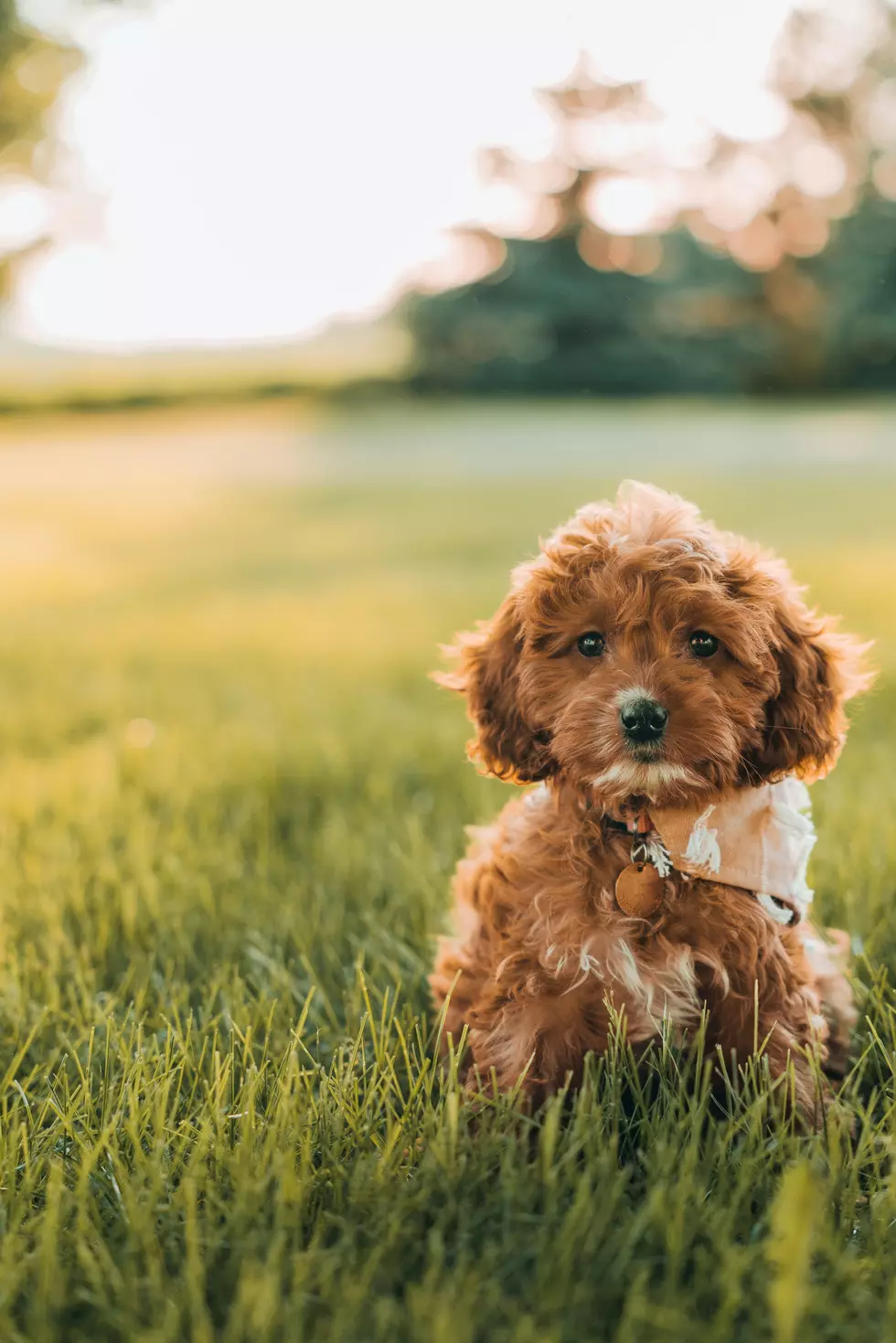 Why I Think The Doodle Is The Best Dog For Boise