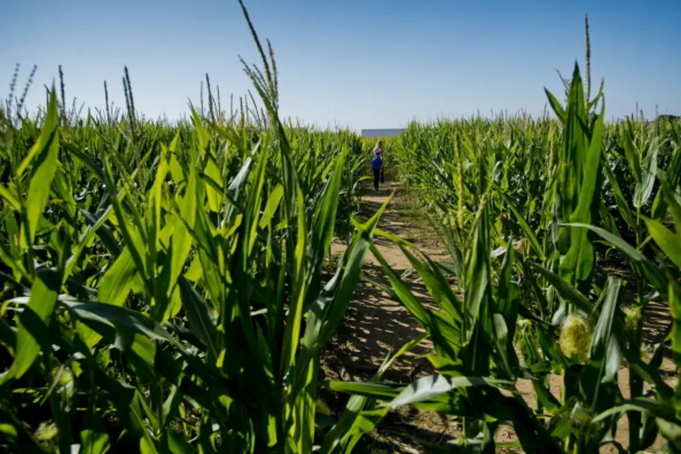 Idaho corn maze ‘Zombie Bus’ strikes, kills 18-year-old