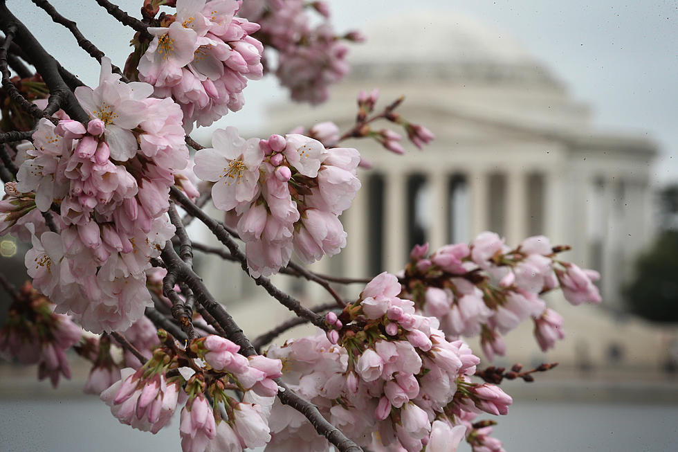 Check Out Cherry Blossoms and Thomas Jefferson