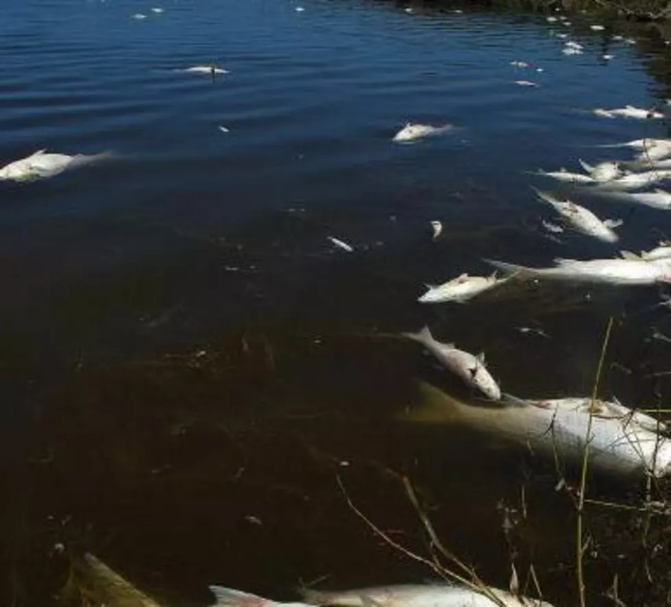 2000 Fish Die In Boise Pond