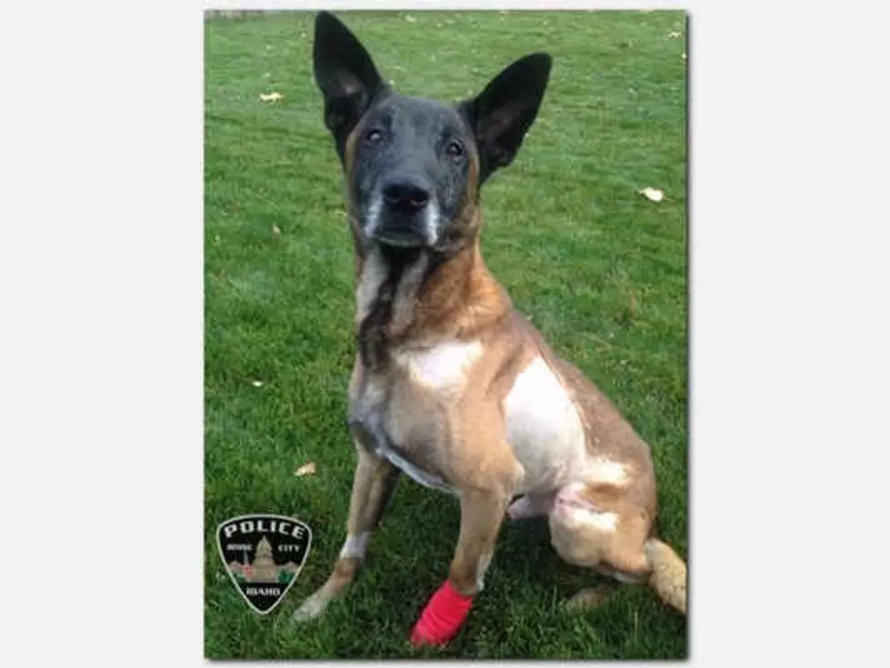 Boise’s K9 Officer Jardo, Has Died