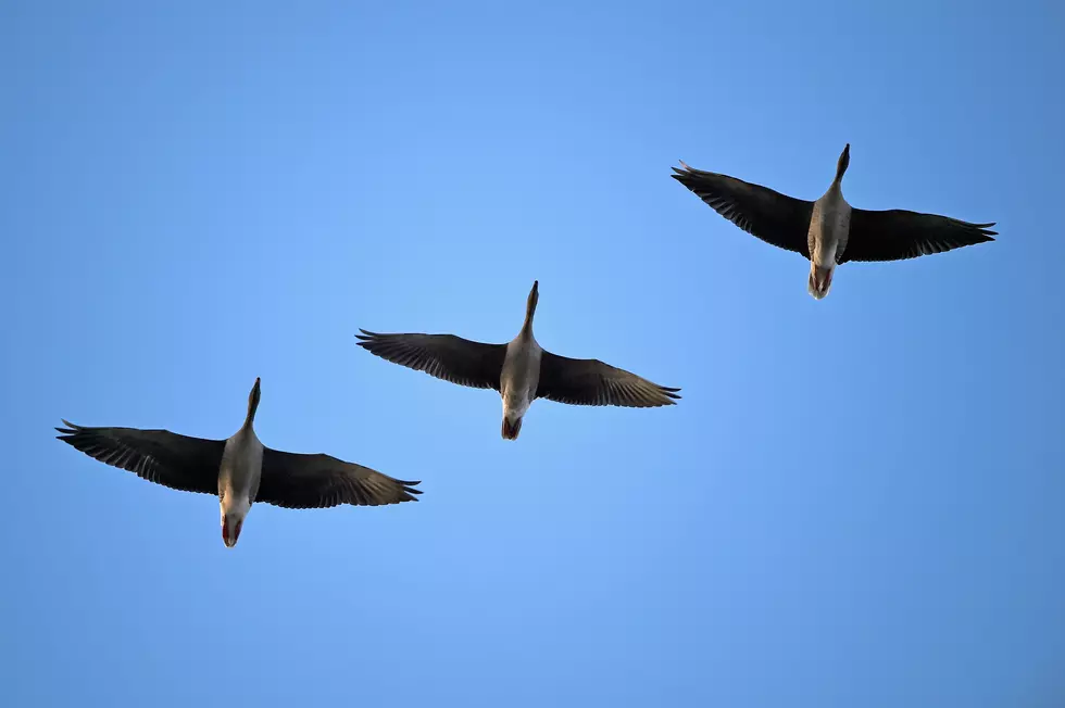 Western City Endorses Eating Geese to End Problem