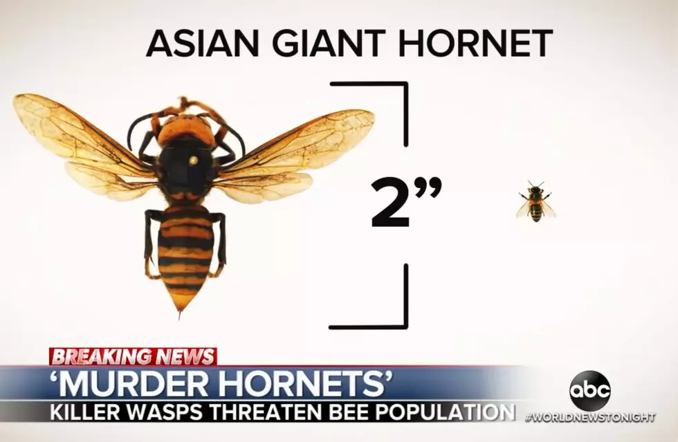 &#8216;Killer Hornets Arrive in the Northwest&#8217;