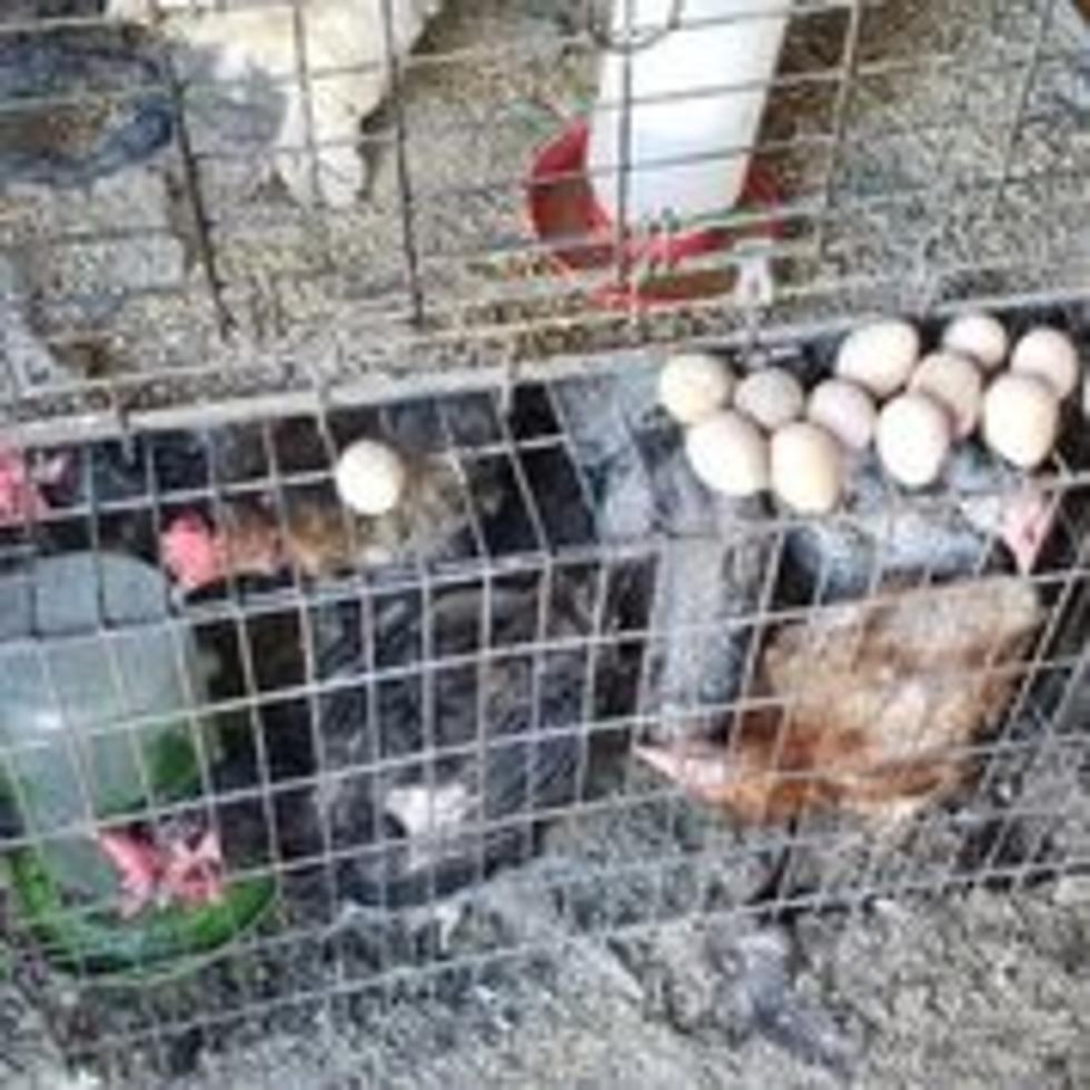 Idaho Humane Society Rescues Chickens, Ducks, &#038; Cats