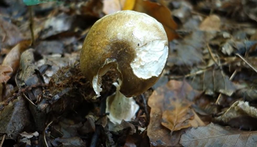 Idaho Officials Identify Deadly ‘Death Cap’ Mushrooms in Boise