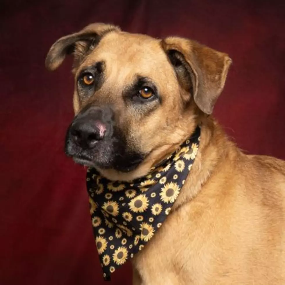 Oso | West Valley Humane Society
