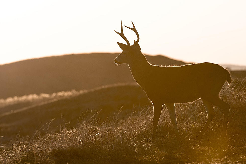 Idaho and Utah Overlooked in Popular Deer Hunting Study