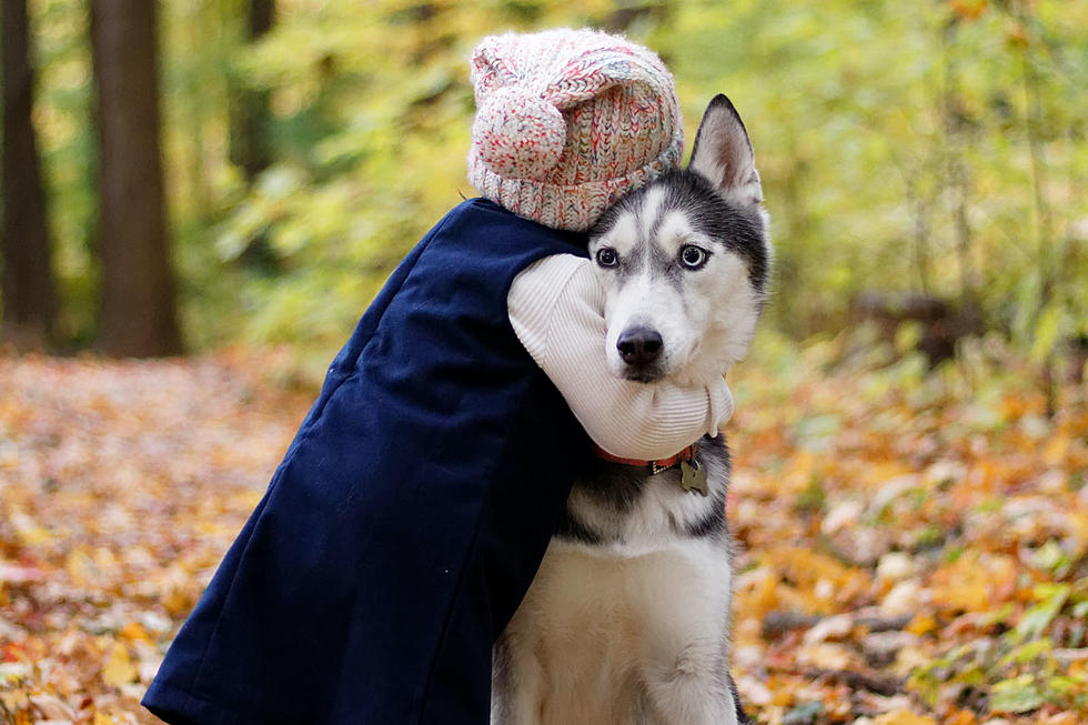 Exciting News About These 17 Adorable Huskies in the Boise Area