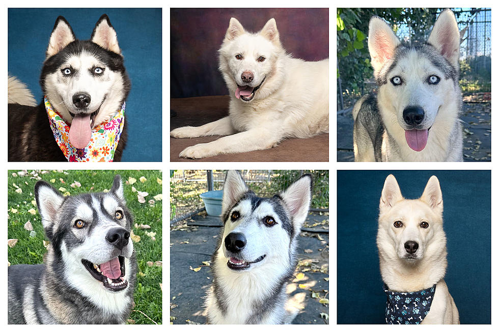 Fall in Love & Support Boise's Huskies in Need! Adorable Photos