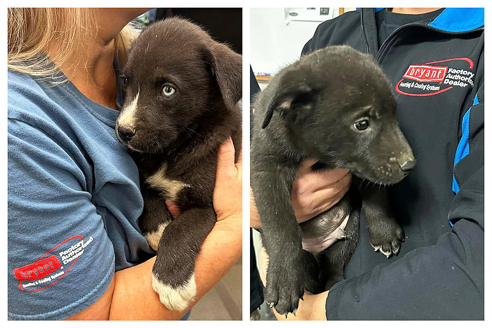 Local Kuna Business Rescues 8 Puppies on the Side of the Road