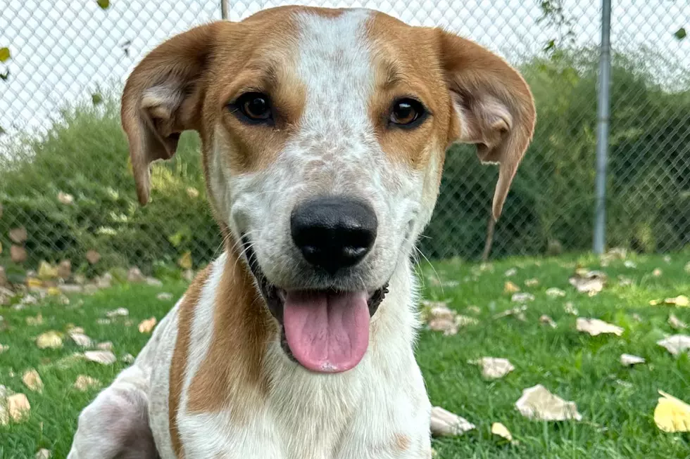 West Valley Humane Society