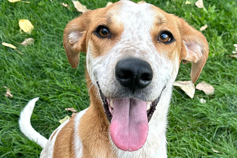 Rags: Playful Hound Who&#8217;s Been Waiting 148 Days for a Boise Home