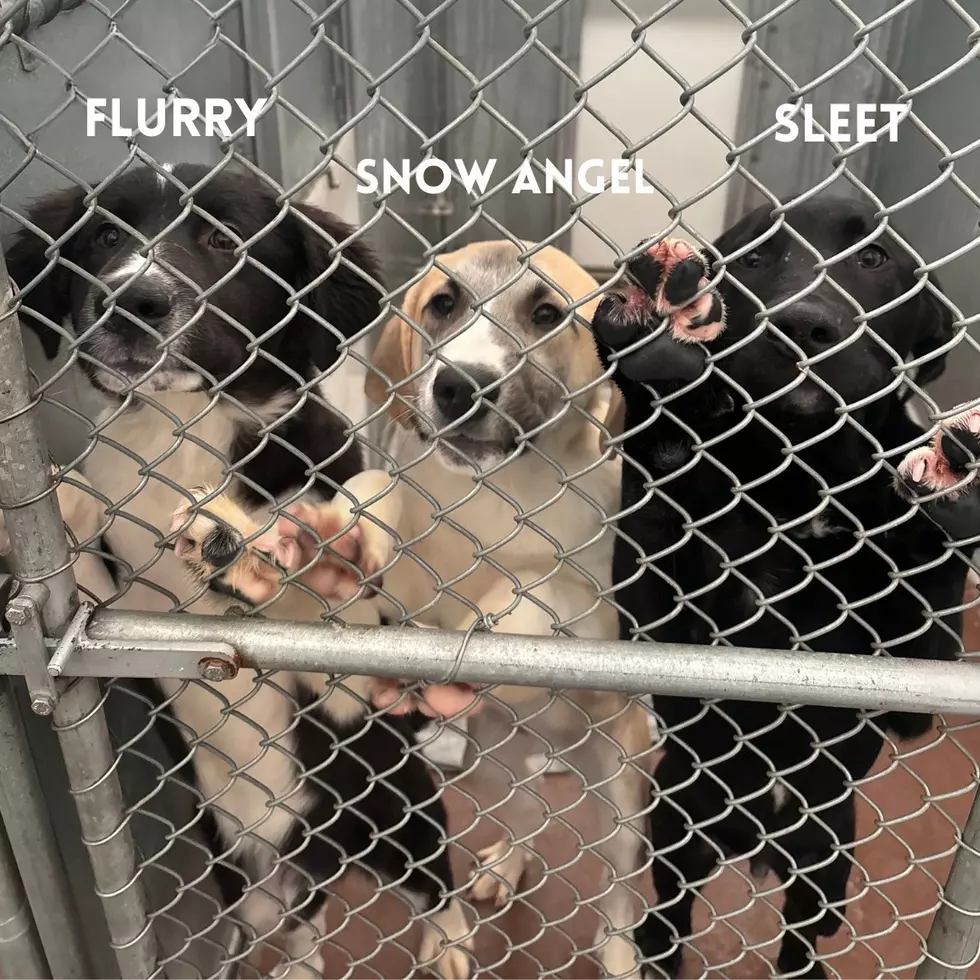 3 Siblings | West Valley Humane Society