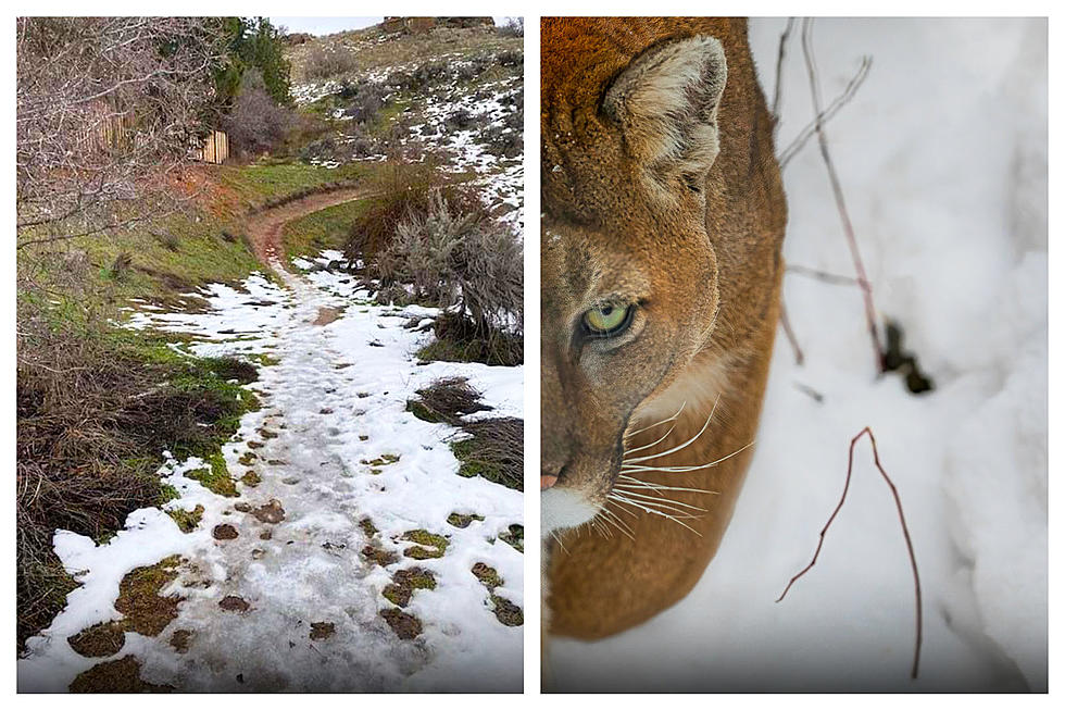 2 Most Common Wild Animals in the Boise Foothills During Winter