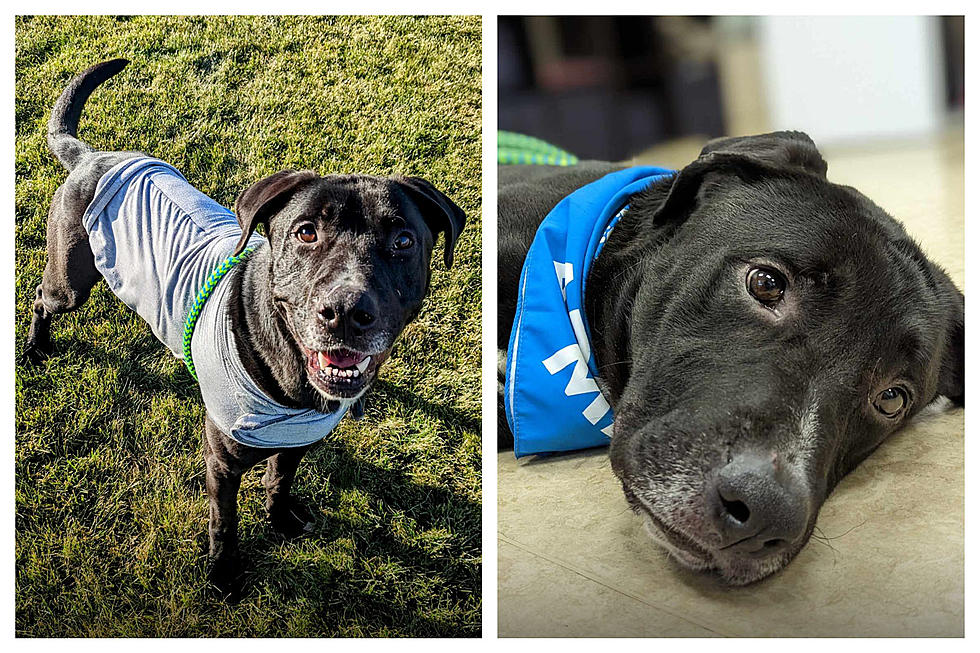WVHS Seeks Boise Area Home for Special Canine Companion, Chuck!
