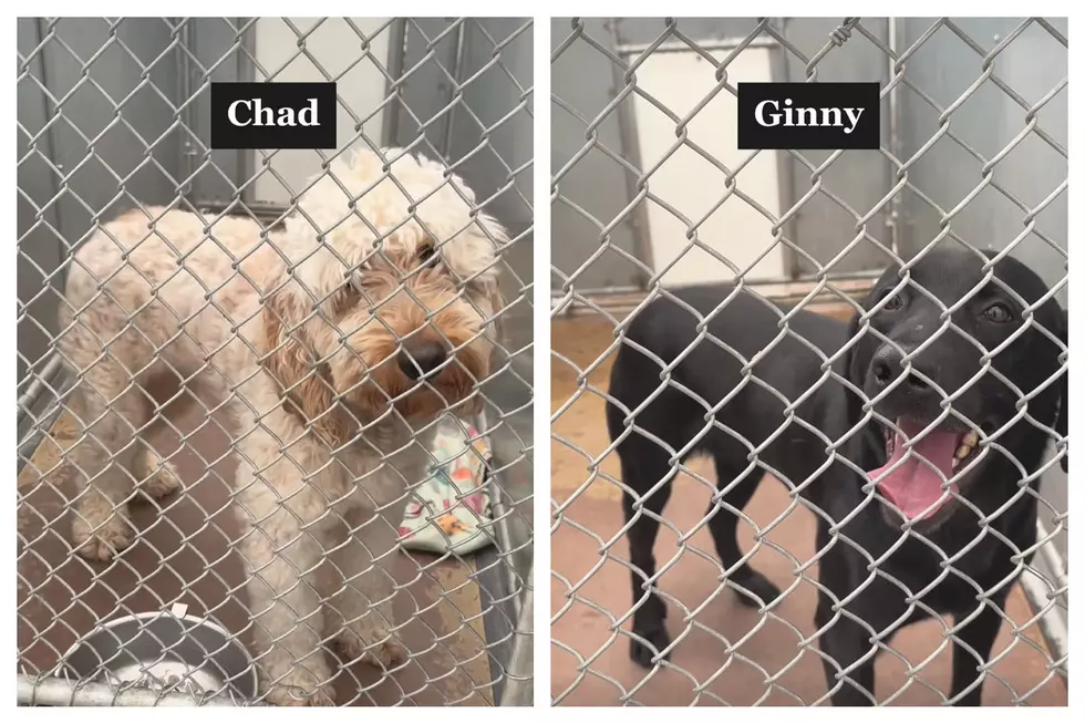 West Valley Humane Society