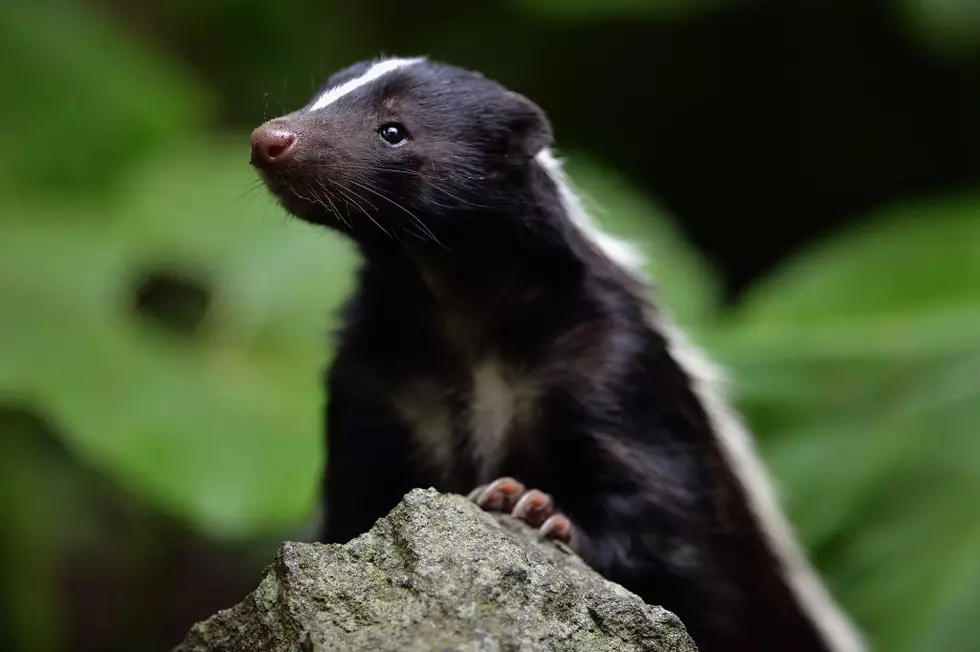 Skunk Ownership in Idaho: Is It Illegal to Own a Pet Skunk?
