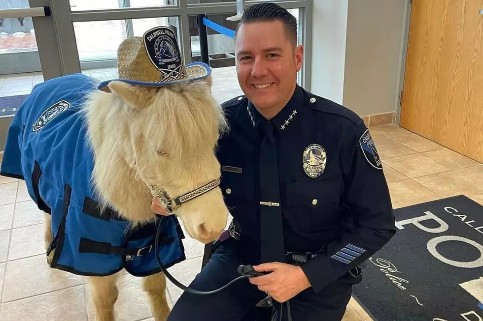 Caldwell Police Department Introduces "Magic" the Horse!