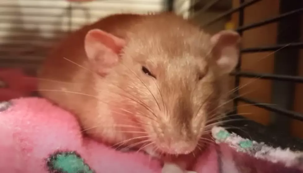 Dirty Disgusting Rats Invade Quaint Beloved Idaho City