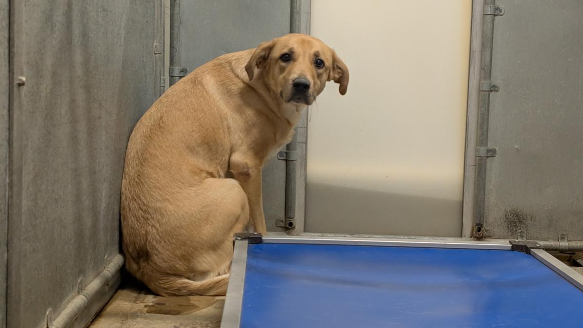 Adorable Idaho Adoptable Animals Waiting for You to Adopt Them