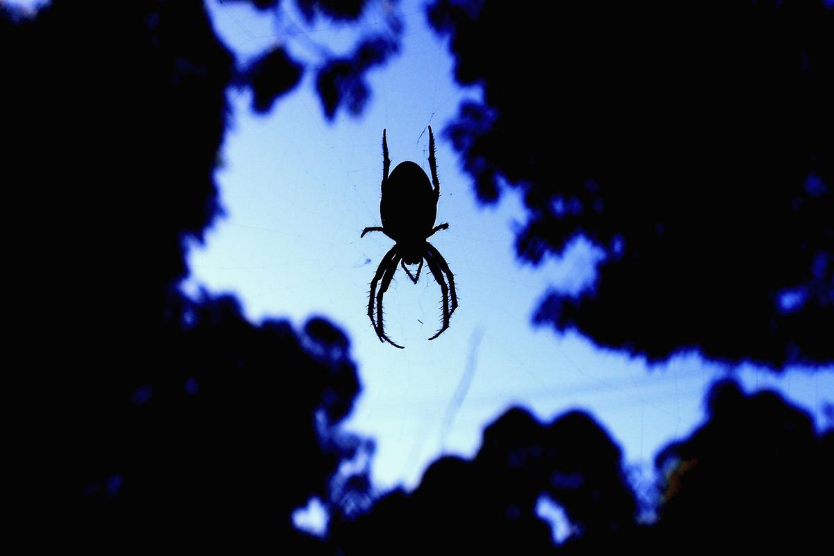 As Temperatures Drop, Watch Out For Idaho's Deadly Sneaky Spiders
