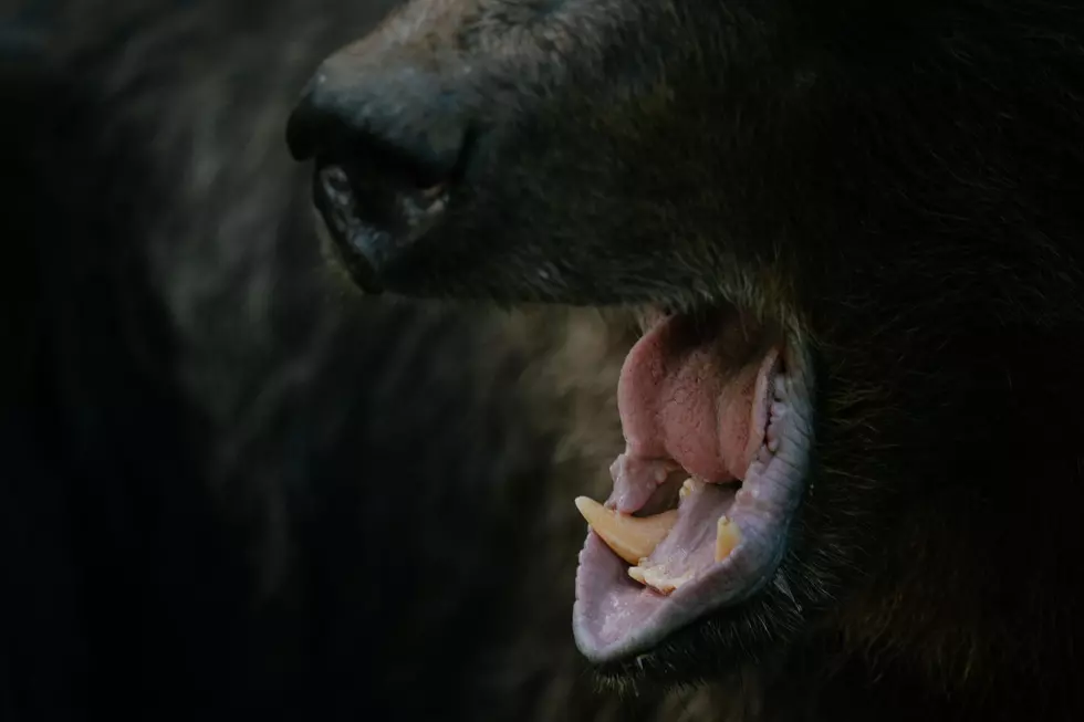 Idaho Bear Attacks Jogger