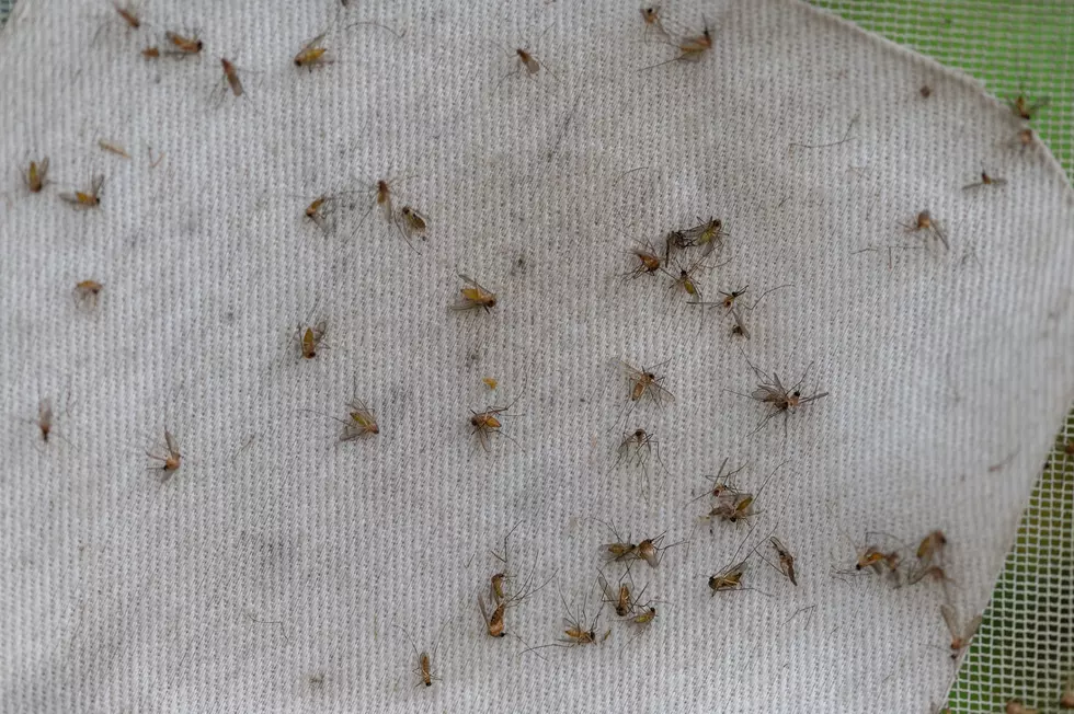 Idaho Officials Warn Residents About a Growing Summer Threat