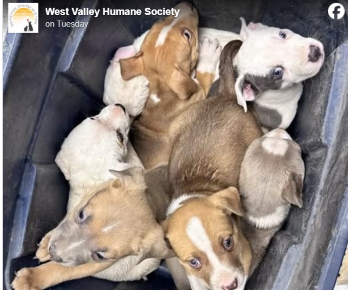 Don't Ditch Idaho Pets At Shelter — Talk To Staff