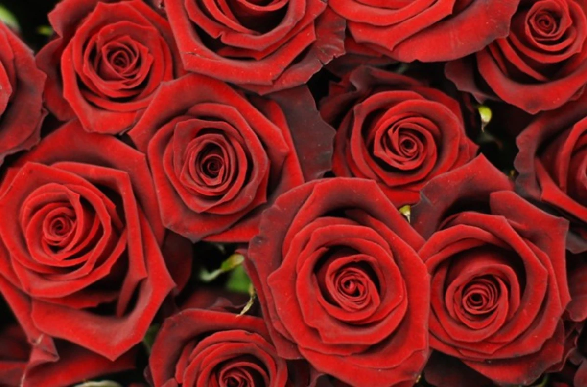 What Flower Colors Mean on Valentine's Day