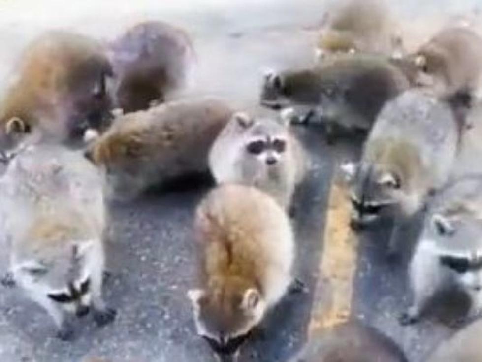 Hide Your Doritos, The Raccoons Are Coming!!!!!!