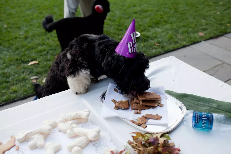 Do You Celebrate Your Pets Birthday?
