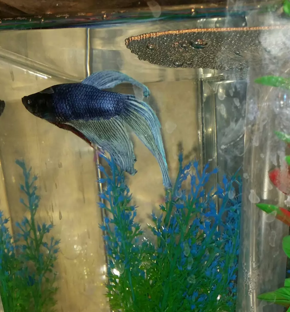 We Got a New Fish, And This is What Happens