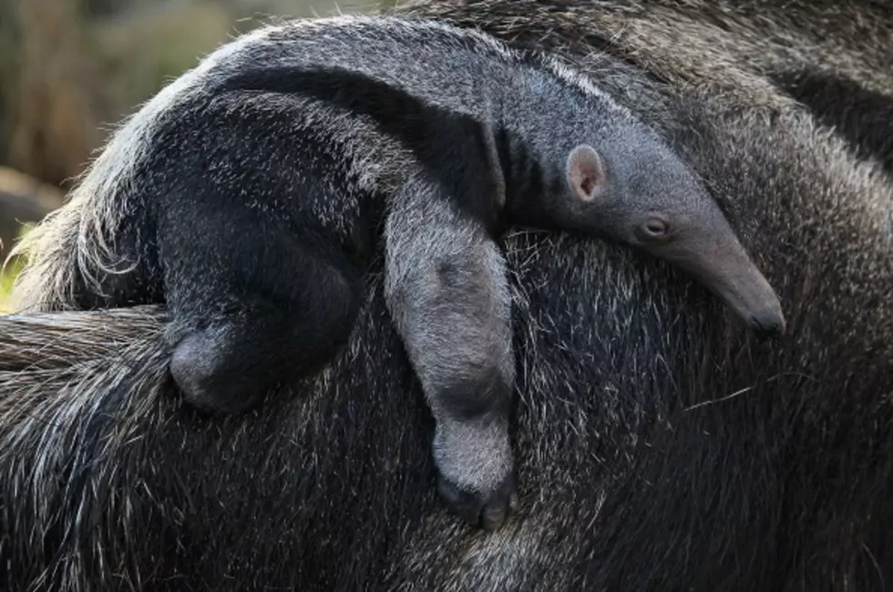 Zoo Boise Welcomes A Baby Anteater