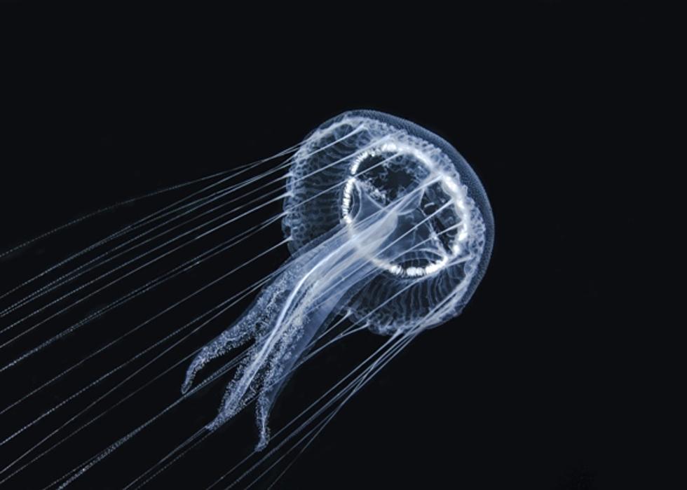 You Can Own a Pet Jellyfish