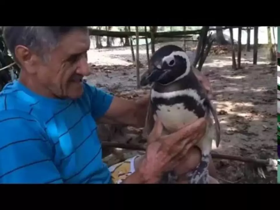 Penguin Visits Man Yearly