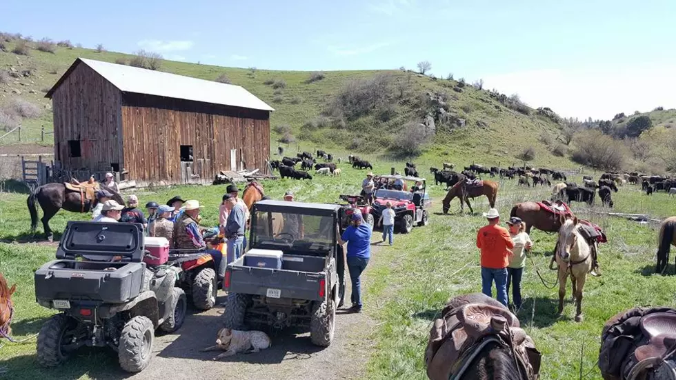 Mike Kasper&#8217;s Family&#8217;s  Annual Cattle Drive [Pictures]