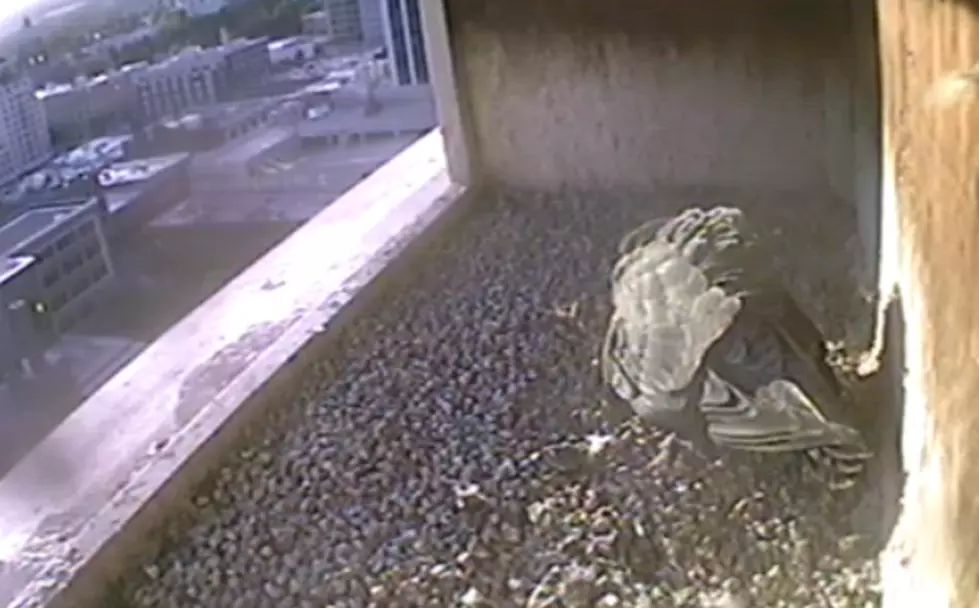 Live Webcam Of Peregrine Falcon Nest In Downtown Boise