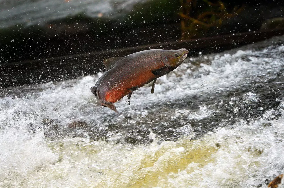 The Boise River Is Getting Stocked with Chinook Salmon Today