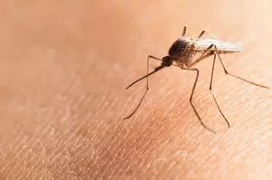 West Nile Virus Found In Ada County Mosquitoes